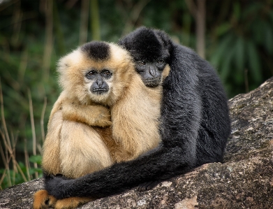 Wildlife zoo couple mammal Photo