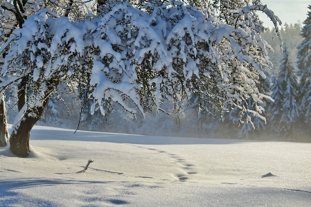 Landscape tree branch mountain Photo