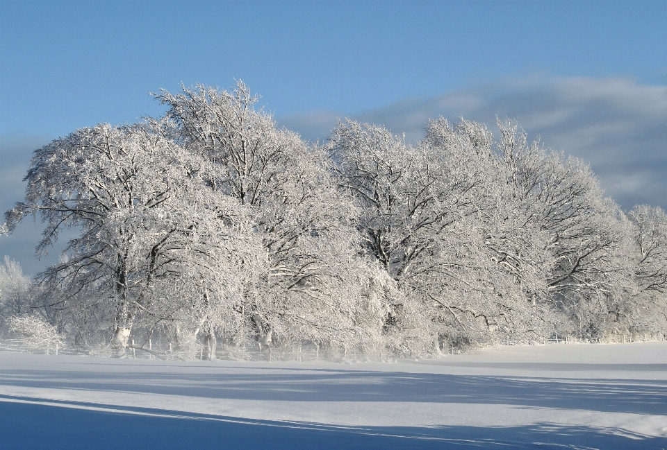 Landschaft baum zweig berg