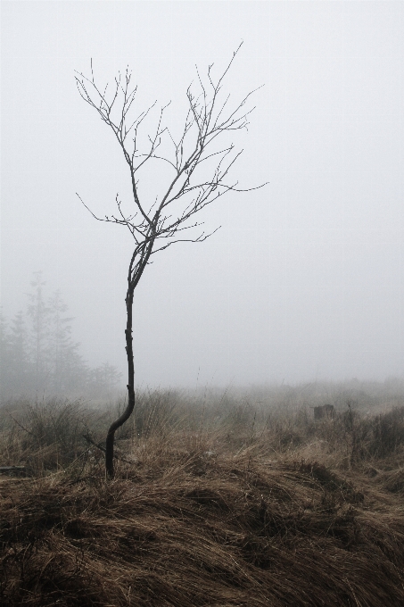 Landscape tree nature forest