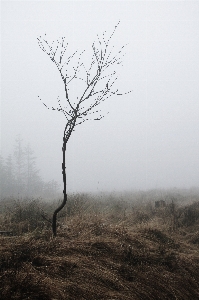 Landscape tree nature forest Photo