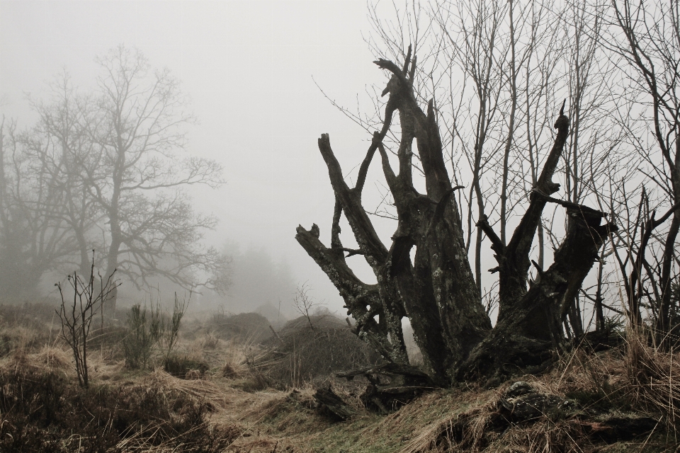 Landscape tree nature forest