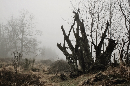 Landscape tree nature forest Photo