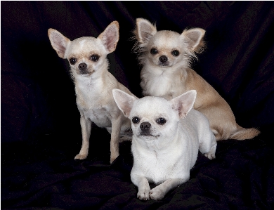 Group dog portrait sitting Photo