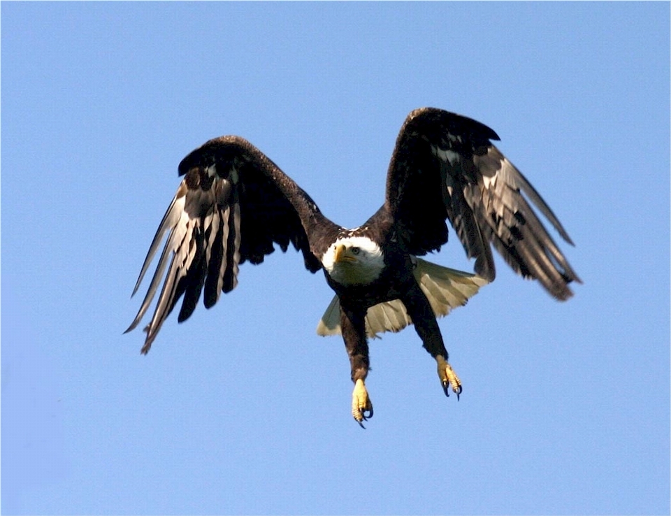 Natur vogel flügel fliegend