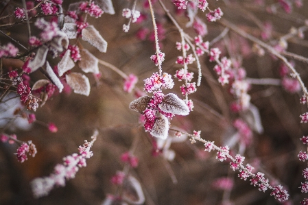 Tree nature branch blossom Photo