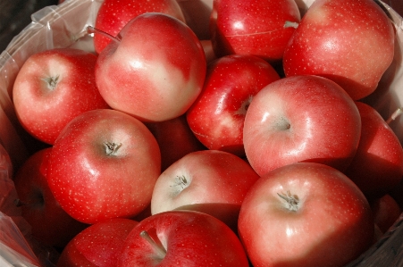 Apple plant fruit fall Photo