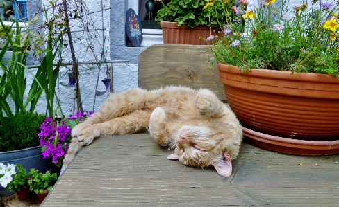 Flower relax kitten cat Photo