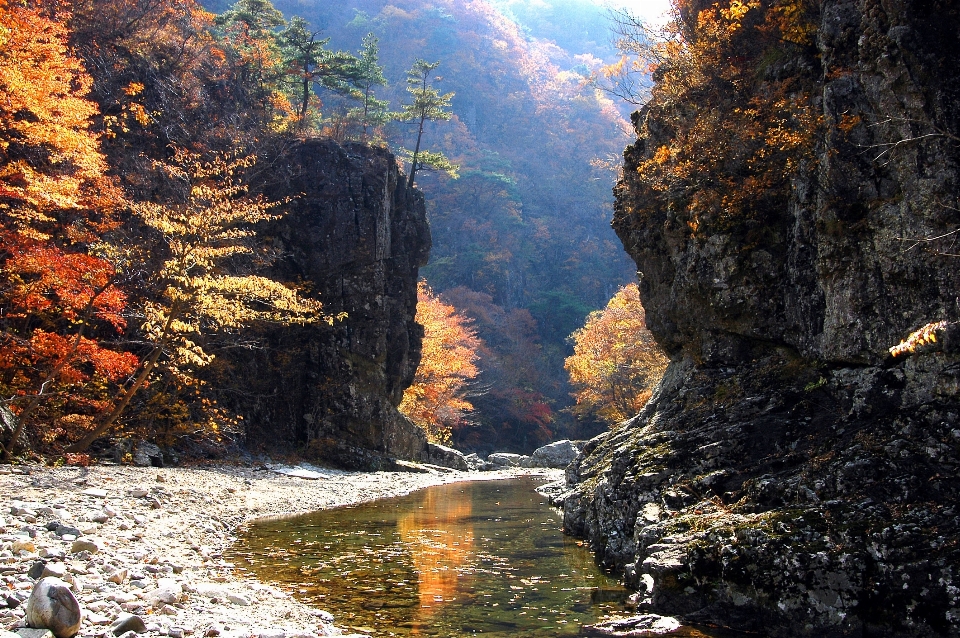 風景 木 自然 森