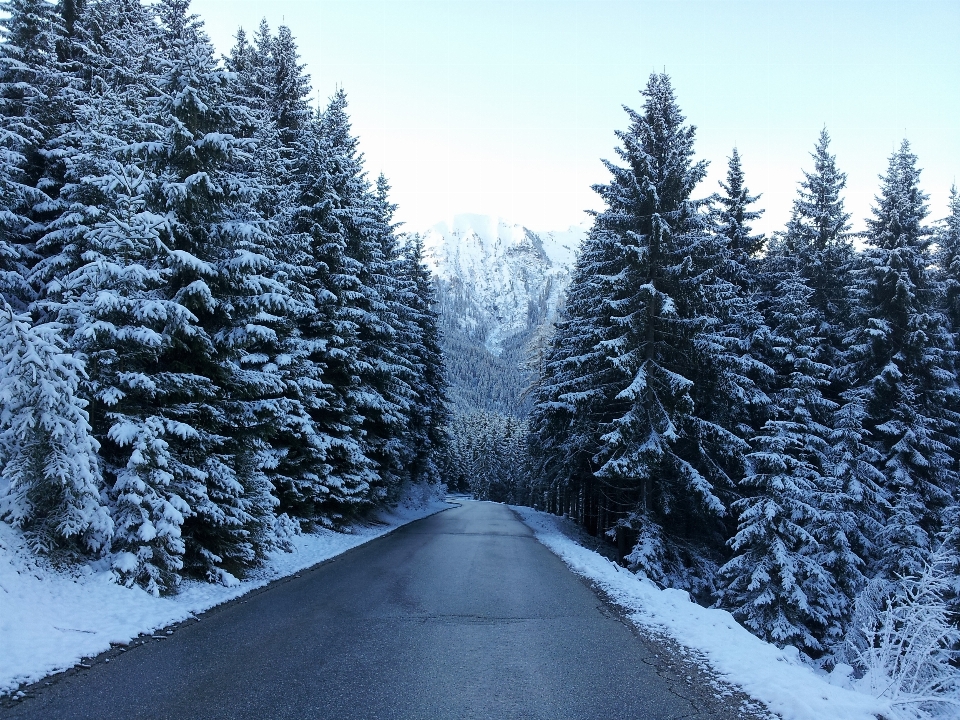 树 森林 山 雪