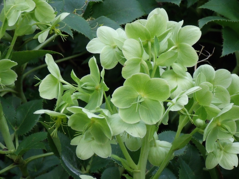 Planta flor botánica
 flora