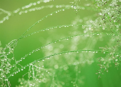 Water nature grass branch Photo