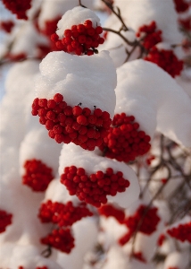 Tree nature branch snow Photo