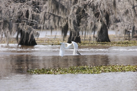 Tree water nature swamp Photo