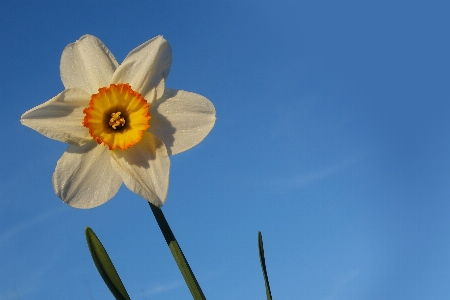 Blossom plant sky white Photo