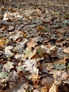 Zdjęcie Drzewo natura oddział zakład