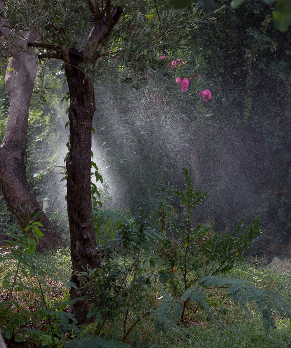 Pohon alam hutan gurun
