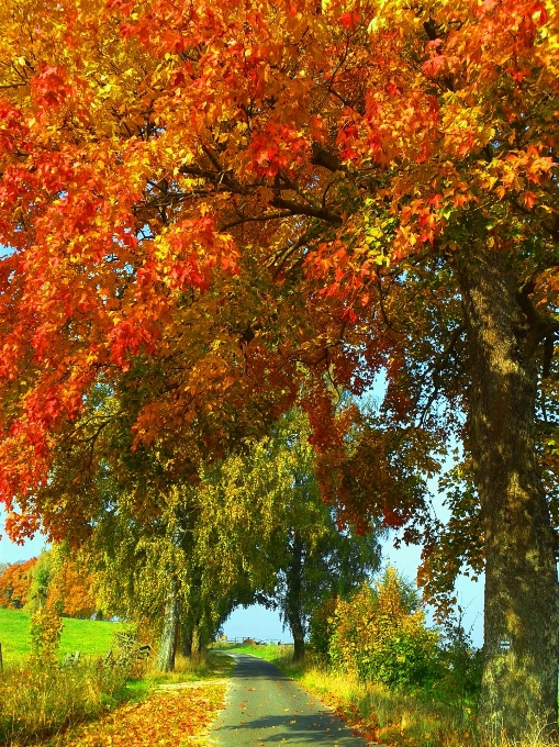 Albero natura pianta luce del sole