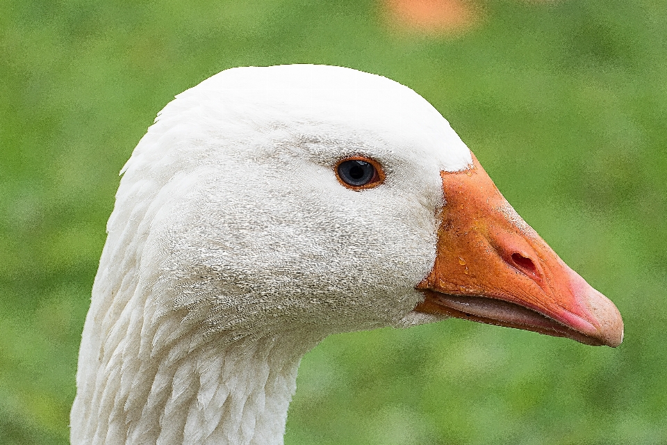 Alam burung sayap putih