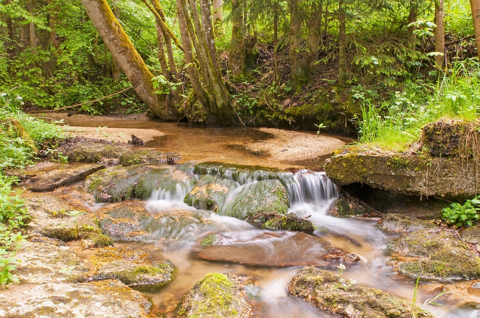 Paysage eau nature forêt