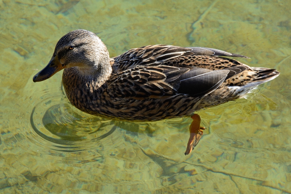 Vogel flügel see weiblich