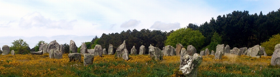 Landscape tree forest rock