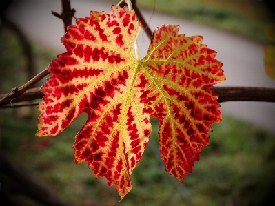 Tree nature branch plant Photo