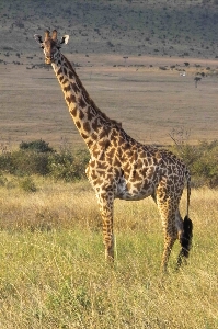 Foto Desierto
 pradera
 aventura fauna silvestre