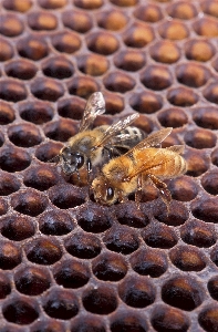 Sweet honey pattern pollen Photo