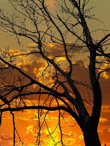 Foto Paesaggio albero natura ramo