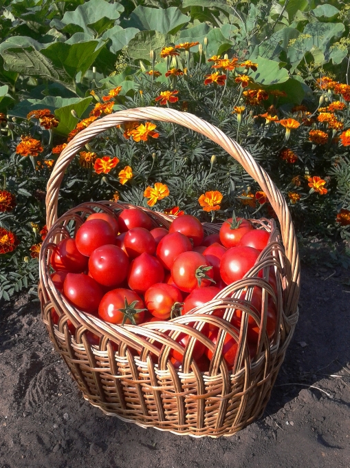 Natura ramo pianta frutta