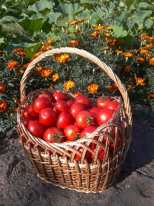 自然 ブランチ 植物 フルーツ 写真