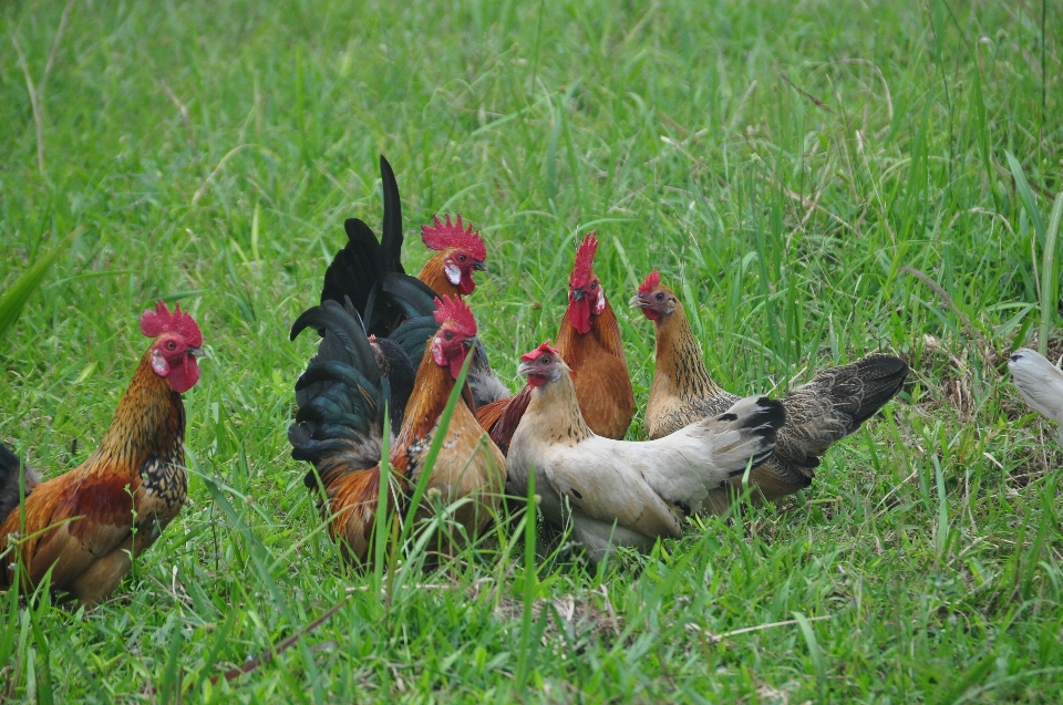 Nature herbe oiseau prairie
