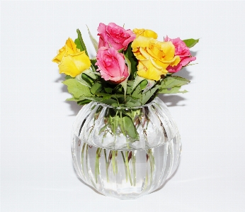 Plant flower petal vase Photo