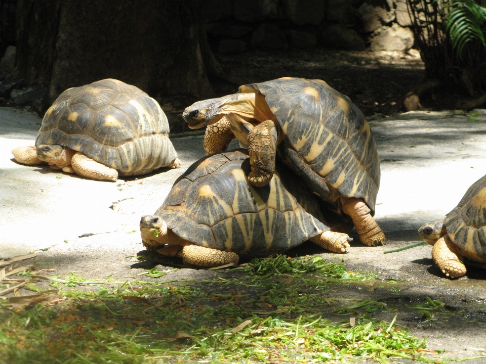 Natur tier tierwelt umfeld