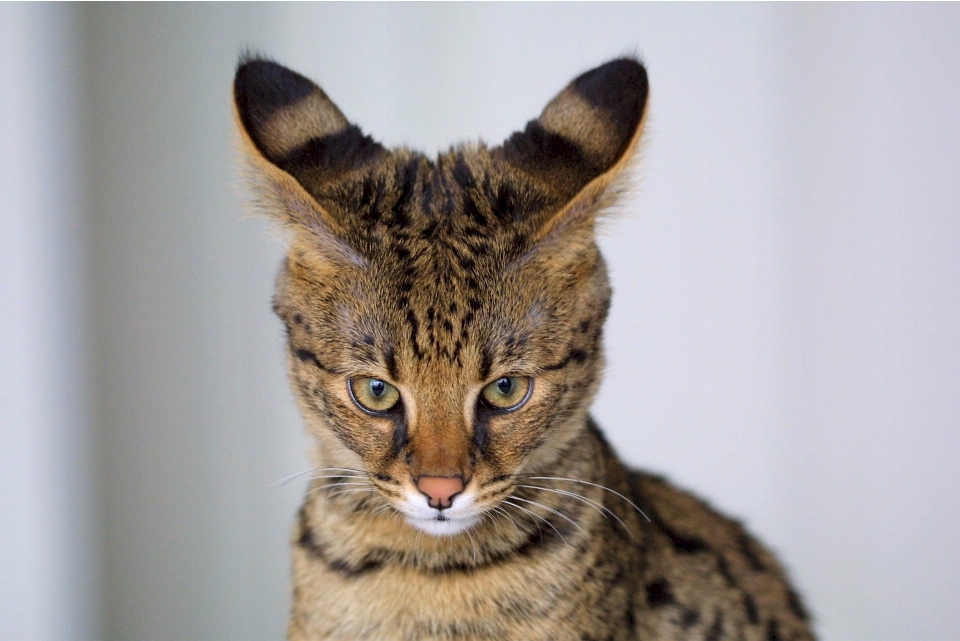 Pelo gato felino mamífero