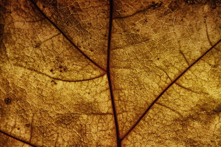 Tree nature branch structure Photo