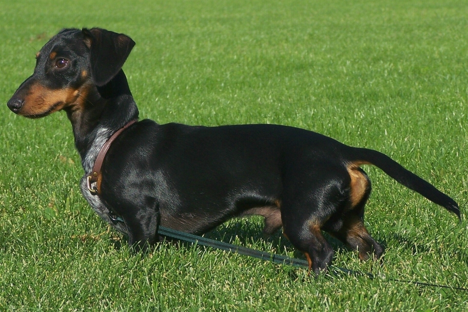 Chien mignon animal de compagnie mammifère