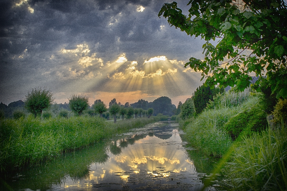 Landscape tree water nature