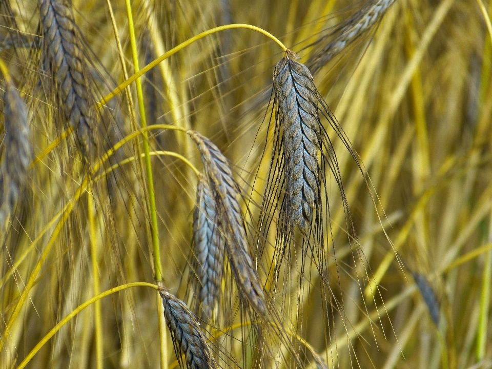 Nature grass branch plant