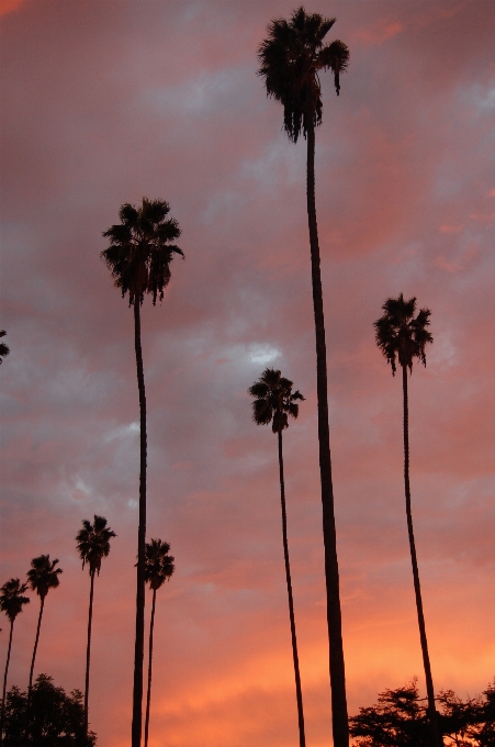 Landscape coast tree nature