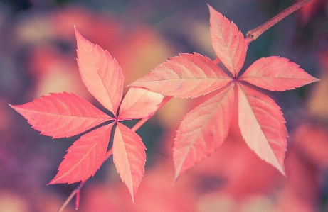 Tree branch plant sunlight Photo