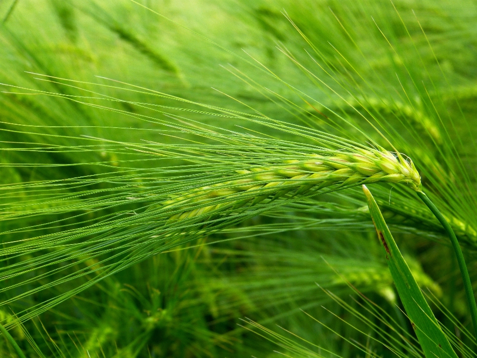 Nature grass plant field