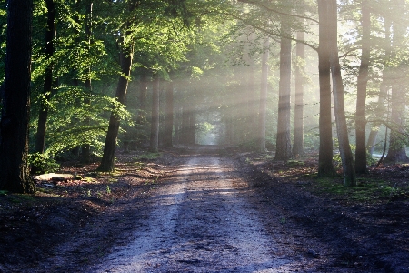 Landscape tree nature forest Photo