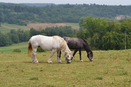 Foto Paisagem natureza grama campo