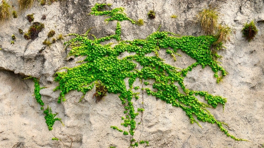 Ağaç rock dal bitki Fotoğraf