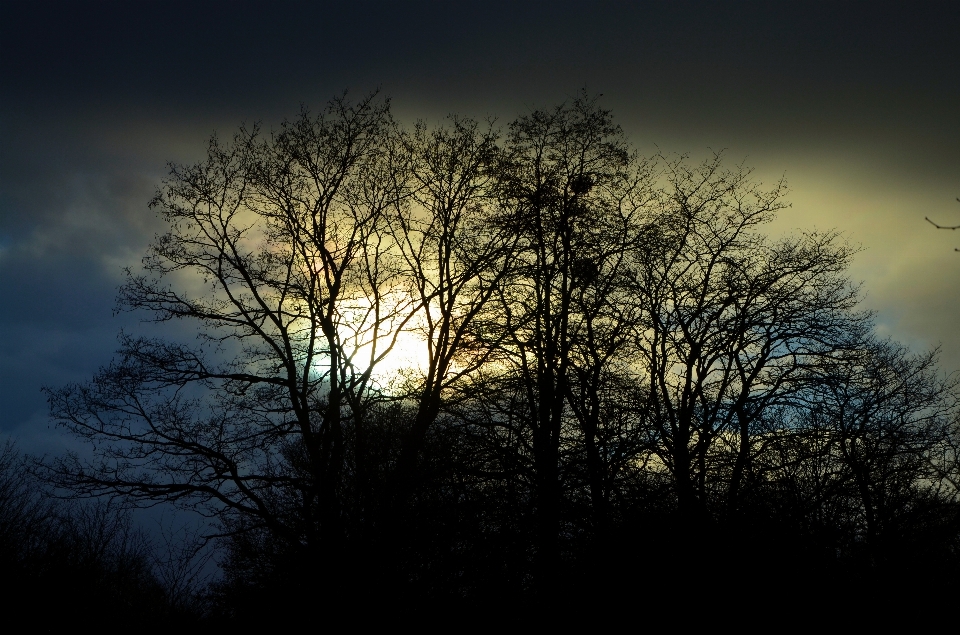 Tree nature forest branch