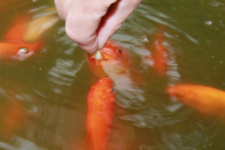 Water lake pond feed Photo