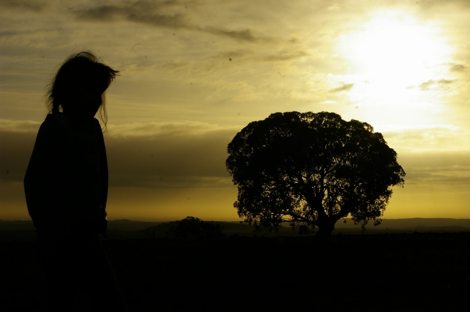 Arbre horizon silhouette lumière