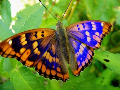 Foto Natureza grama folha flor